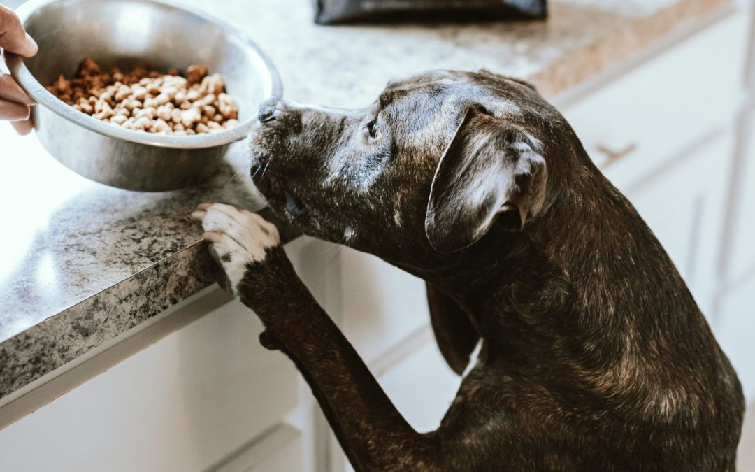 Nutrition for Dogs