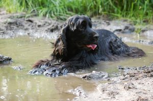 how often should you wash your dog