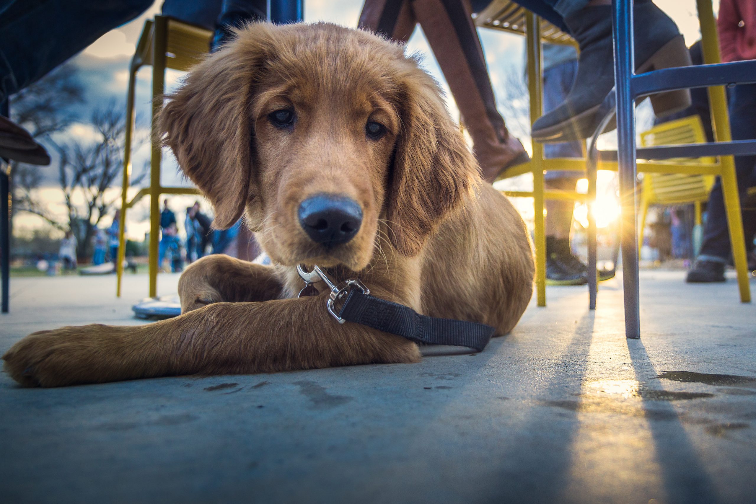 dog-cafe-train-albany-wa-vet