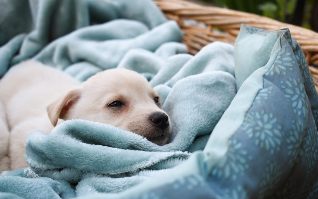 5 Do’s and Don’ts for Puppy Owners