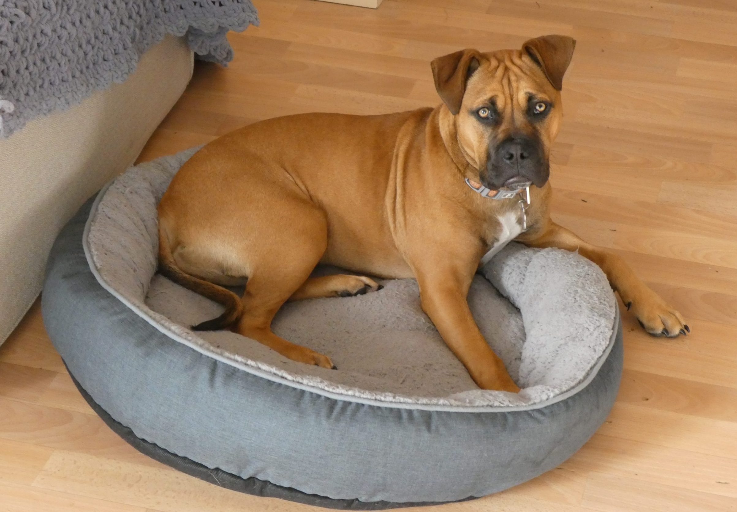 a good dog staying on mat or bed inside the house