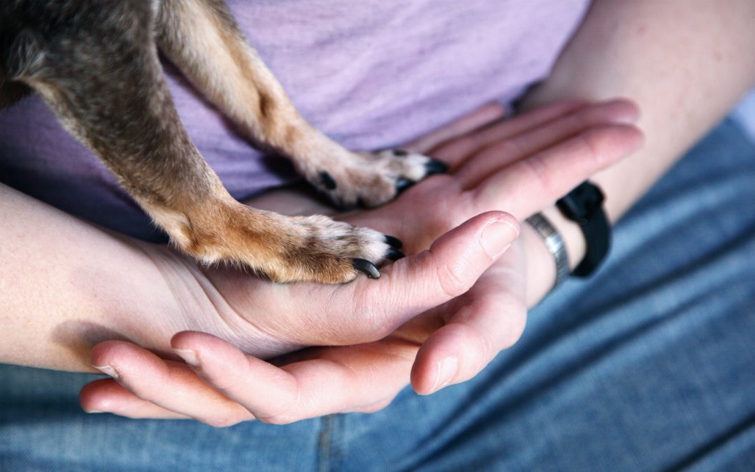 7 Ways Training Your Dog Could Make a Difference to Your Life