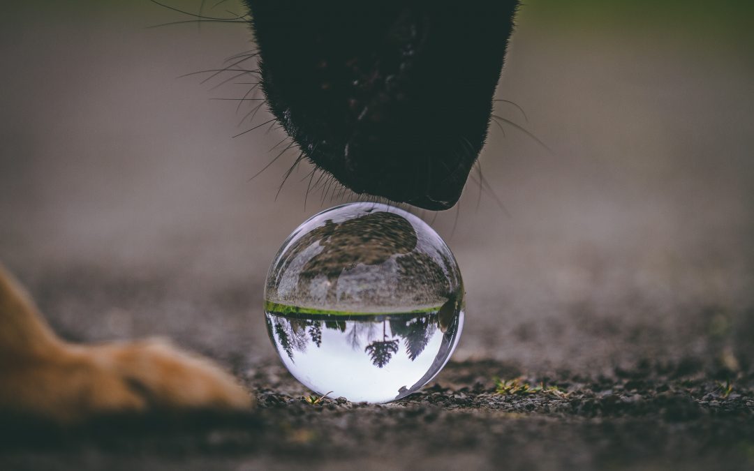 See the World Through Your Dog’s Eyes