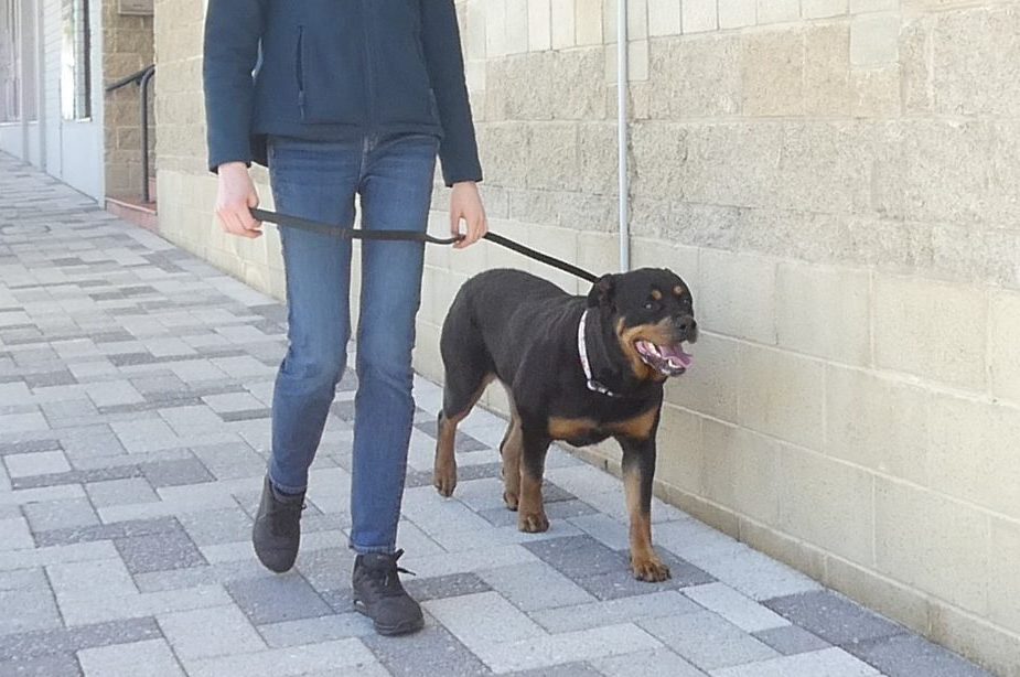 a trained dog going for a walk on middleton beach in Albany with their owner