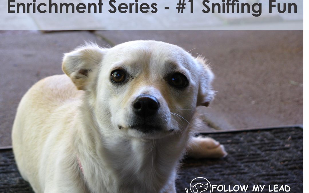 Enrichment Series – #1 Sniffing Fun