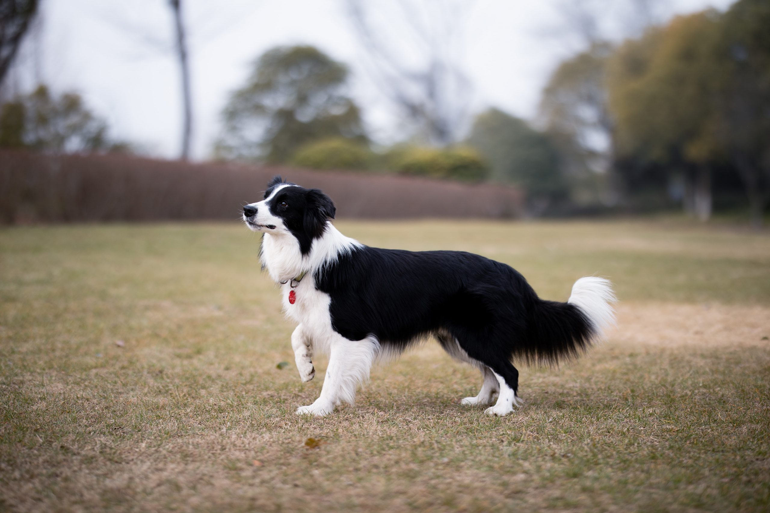 Mastering the Movement of Walking Backwards