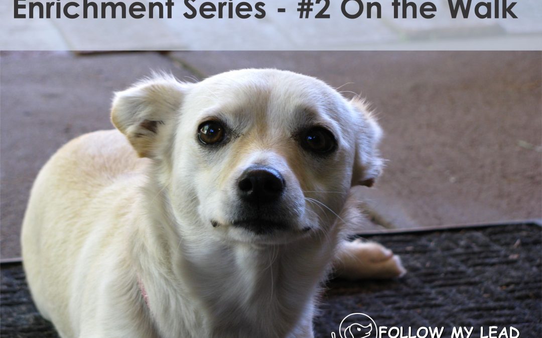 Enrichment Series – #2 Ways to Walk Your Dog