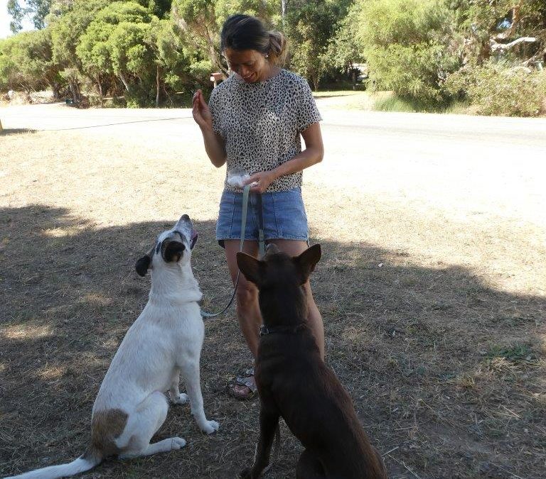 Two Independent Farm Dogs Become Family Companions 1.1