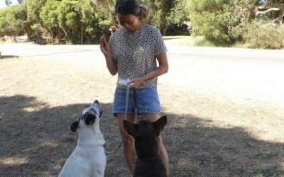 Two Independent Farm Dogs Become Family Companions 1.1