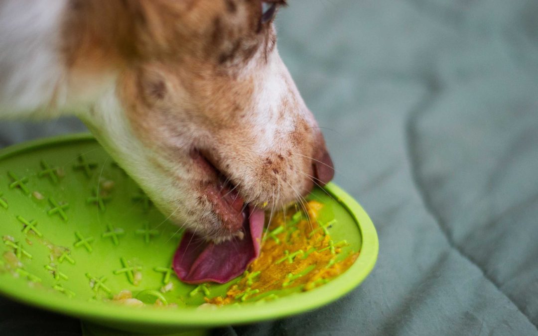 Two easy nutrition boosts to help your dog’s brain health