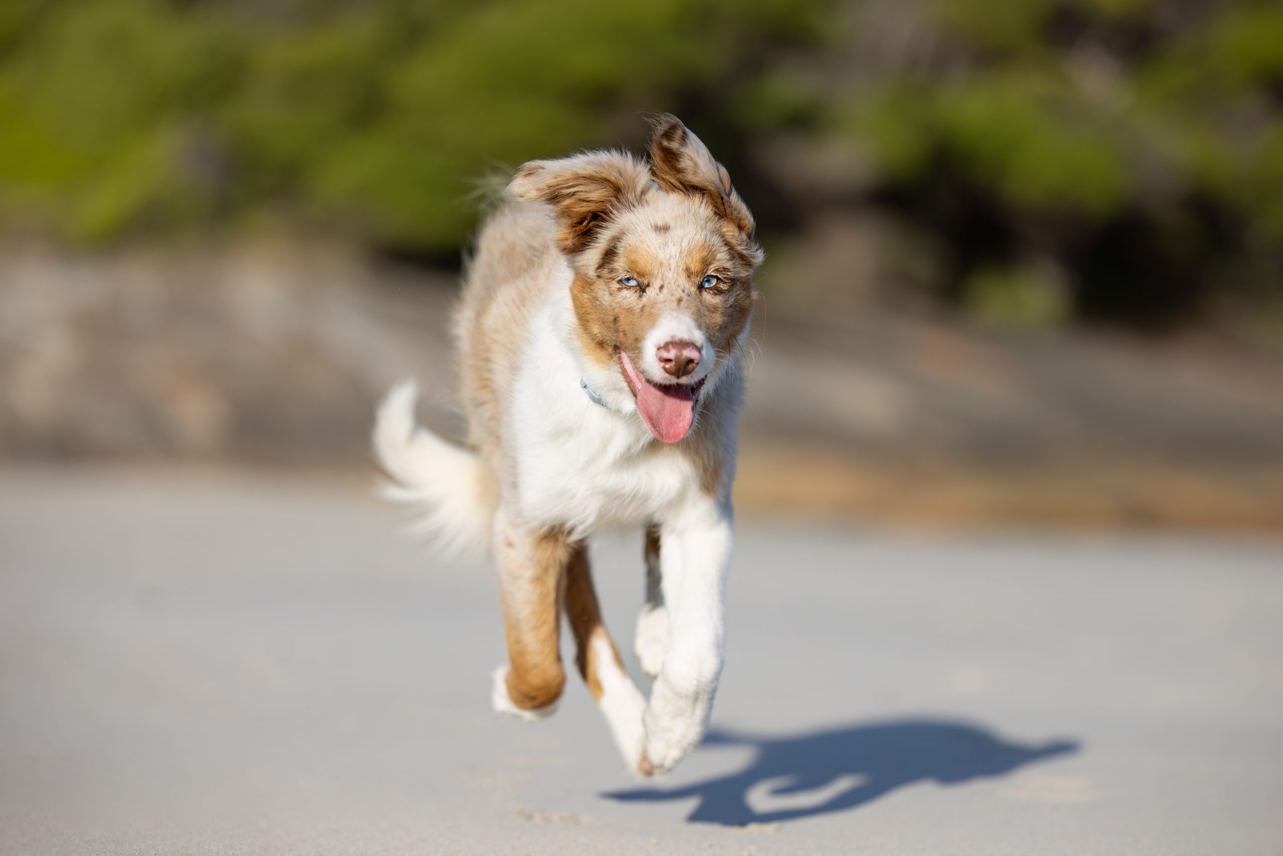 a trained dog going for a walk on middleton beach in Albany with their owner