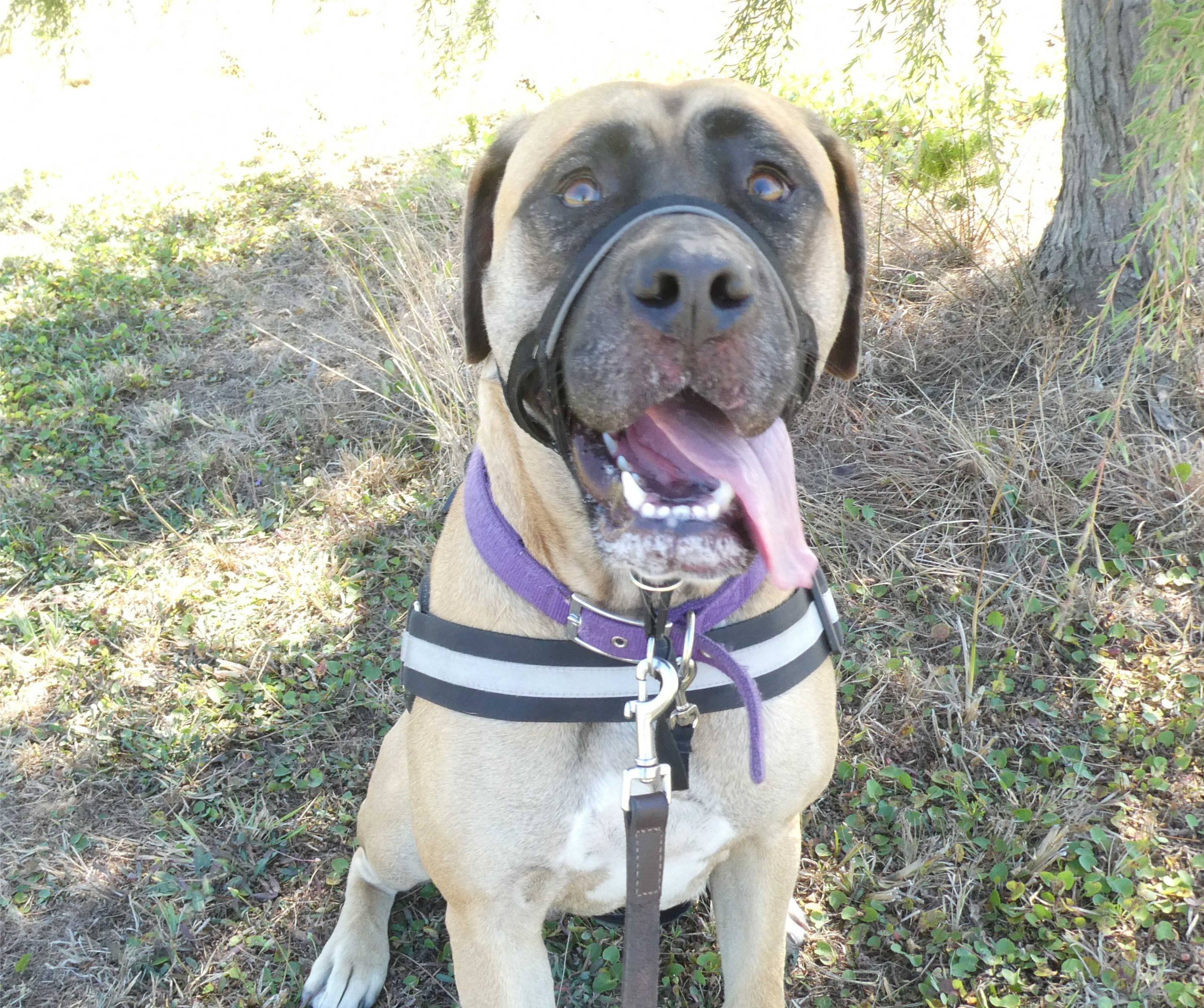 dog-trainer-albany-mount- barker-denmark-wa