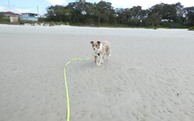 Useful Tips for Long Leads/Long Lines