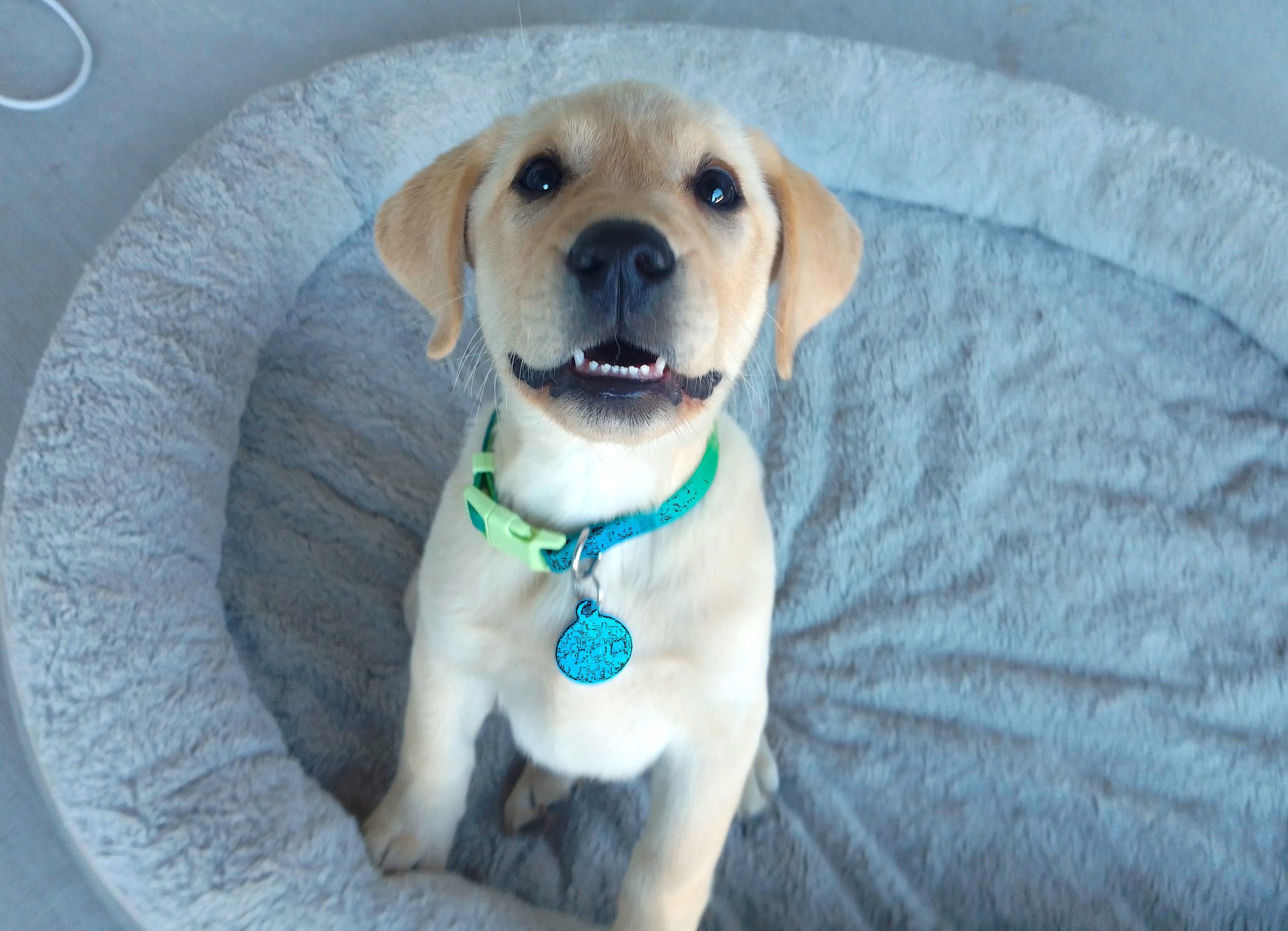 Puppy on dog bed